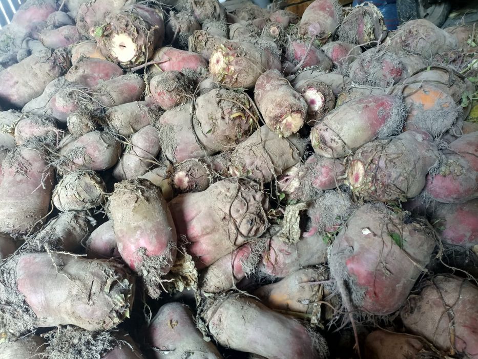 Buraki pastewne czerwone