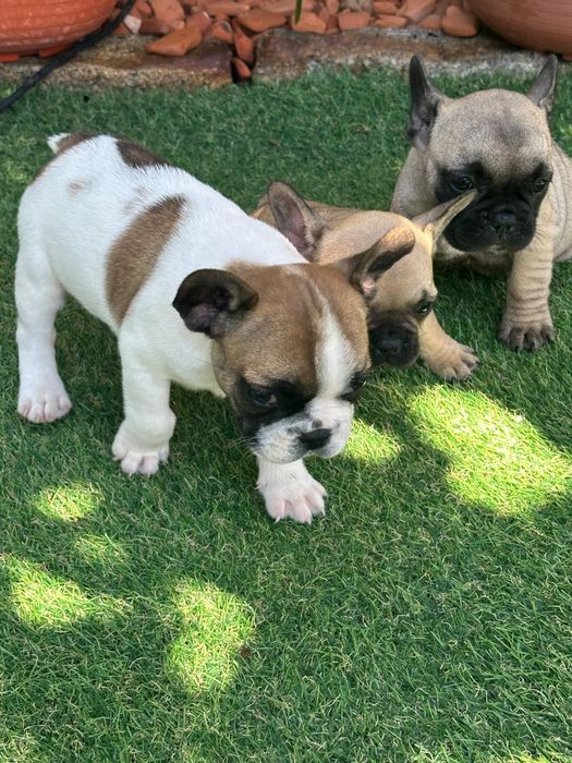 Bulldog frances.