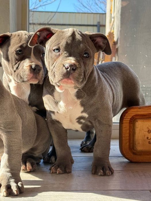 Американський буллі стандарт