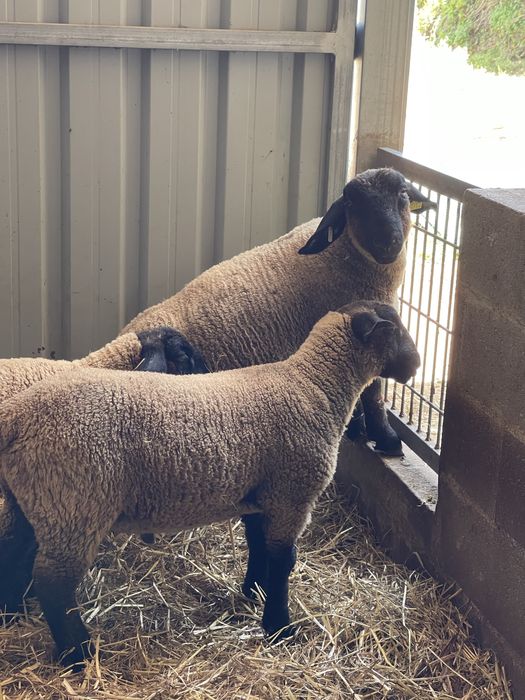 Suffolk puros