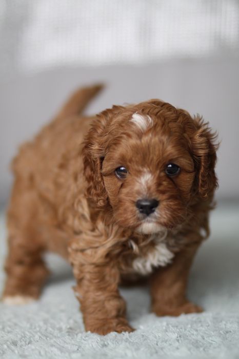 *** Cavapoo śliczny***