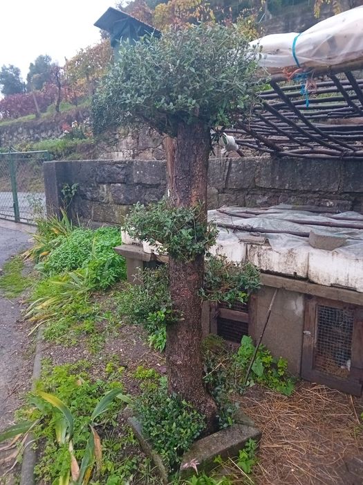 Duas Oliveiras para decoraçao jardím