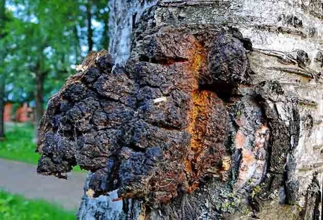 Ча га березка ,з города своє