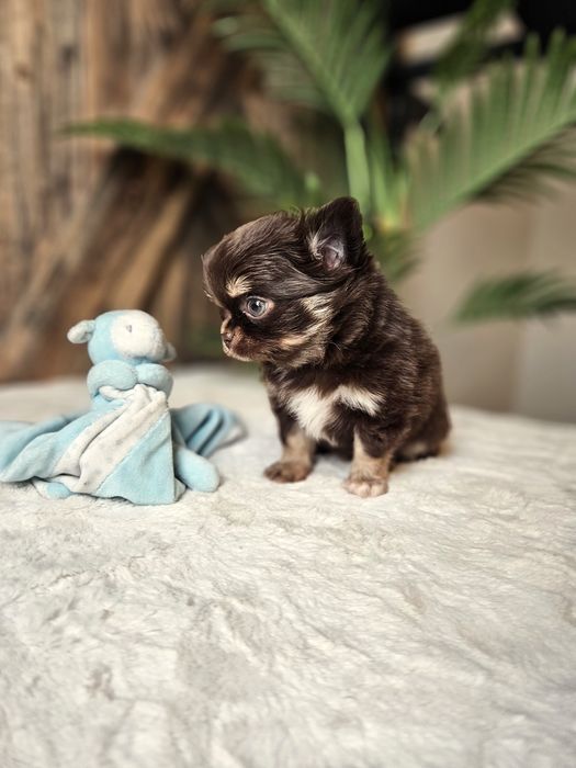 Chihuahua czekoladowy. Gotowy do odbioru