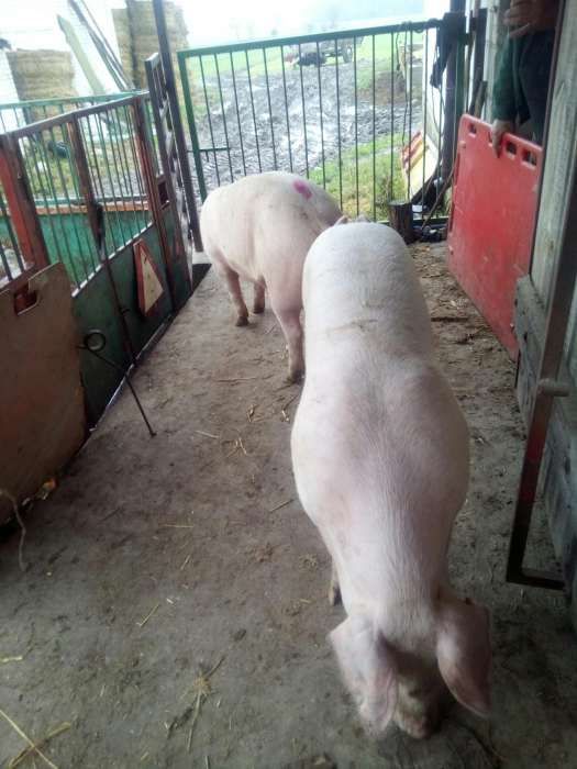 Knurek, knur, knurki, knury hodowlane rasy pbz polska biała zwisłouch