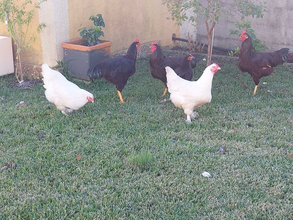 Vendo galinha maline branca