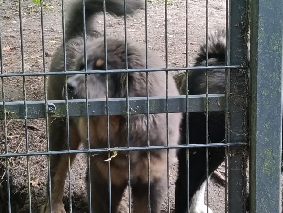 Mastif tybetański-szczeniak FCI