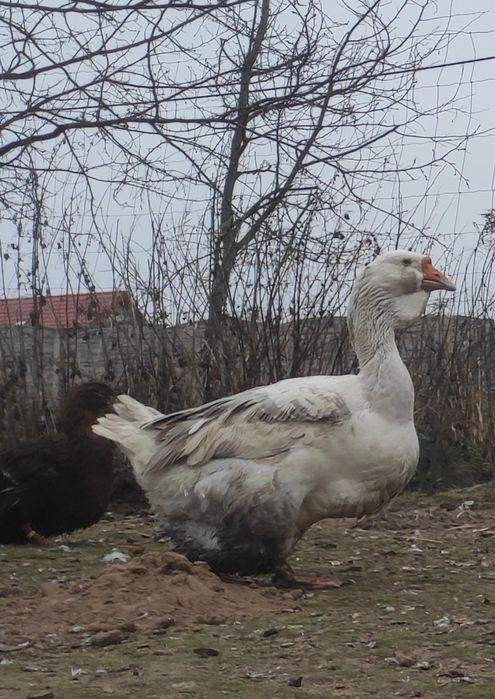 Chołmogory jaja legowe