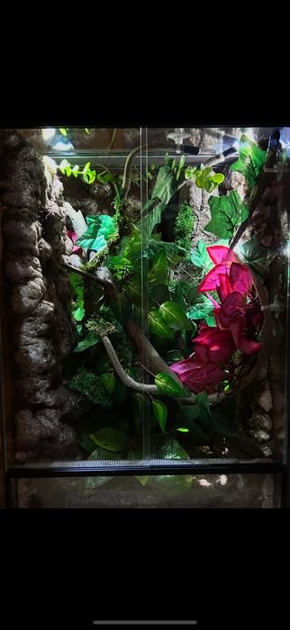 Terrarium tropikalne
