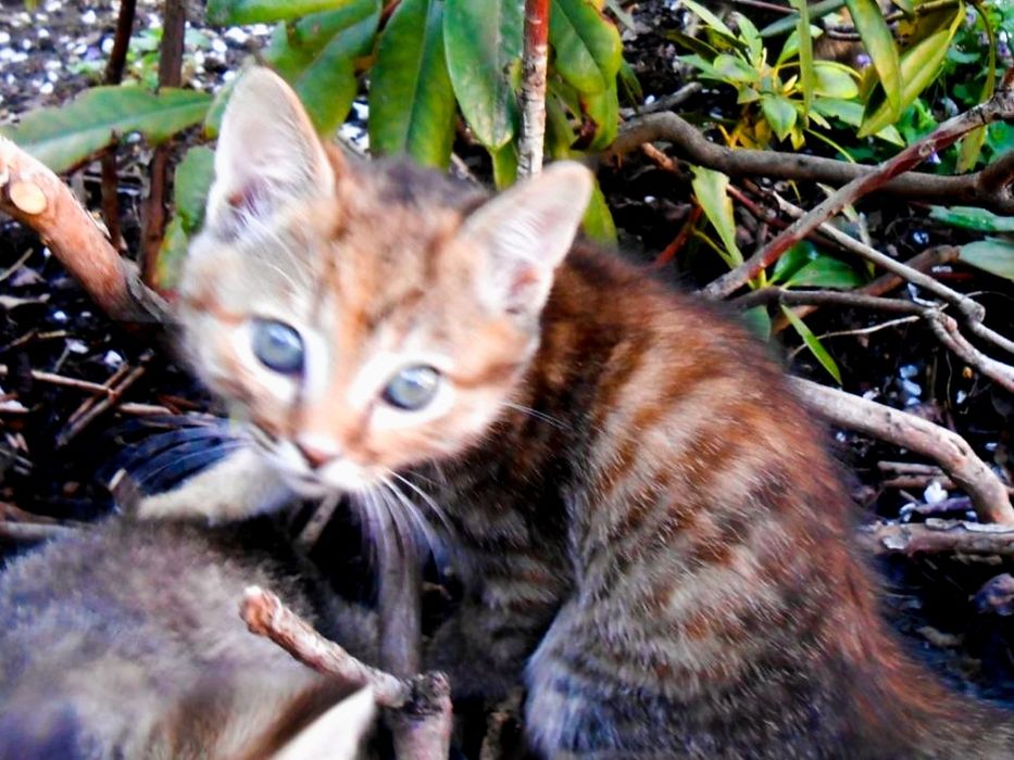 Кошенята гарненьки