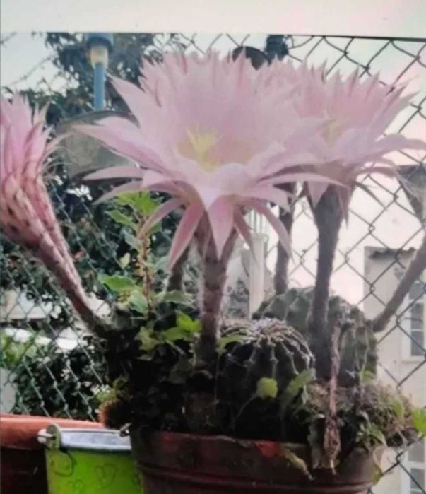 Cactos individuais ( com oferta de vaso colorido