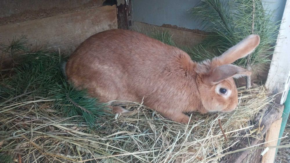 Кролі породи Радянська шиншила та Бургундія