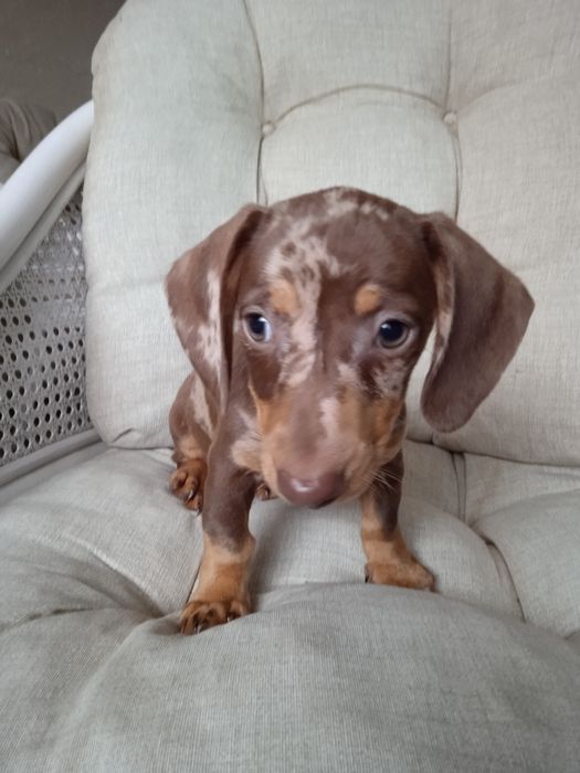 Jamnik krótkowłosy