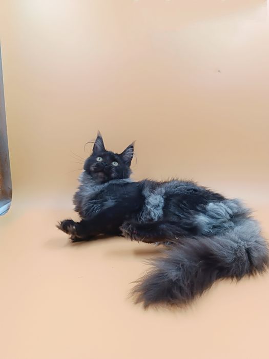 Чудова дівчинка Verra