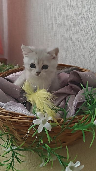 Девочка серебристая шиншилла