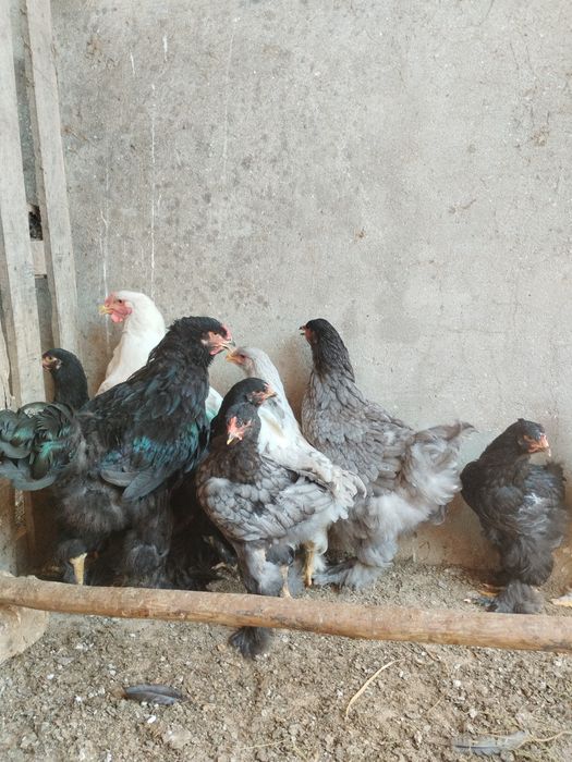 Brahamas Silver, Black e Splash (machos)