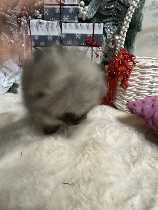 Крошка на долошку,посочка