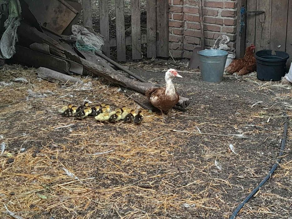 Продам каченят шипунів