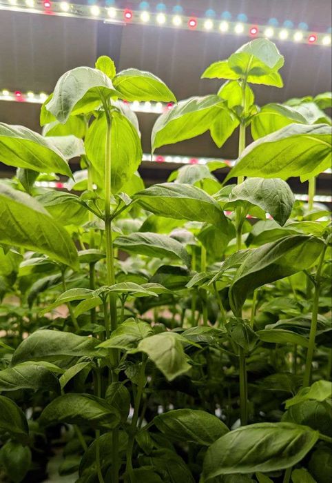 Базилік свіжий, Харків