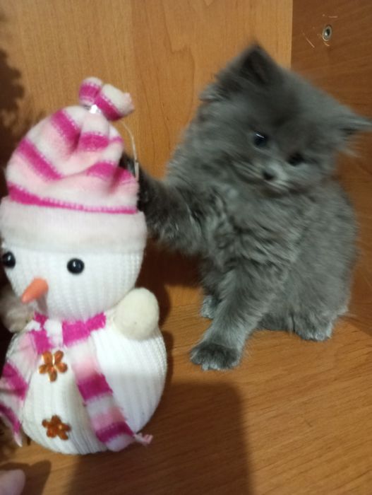 Британські чистокровні котята