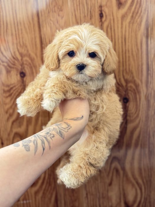 Мальтипу девочка карамельная КРИВОЙ РОГ