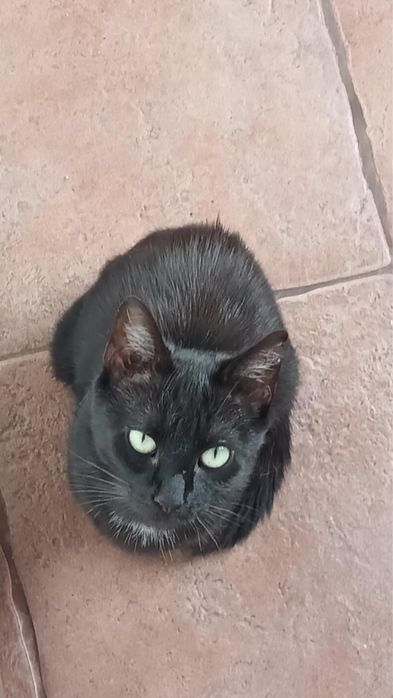 Spokojna, okolo 2 letnia koteczka szuka swojego czlowieka