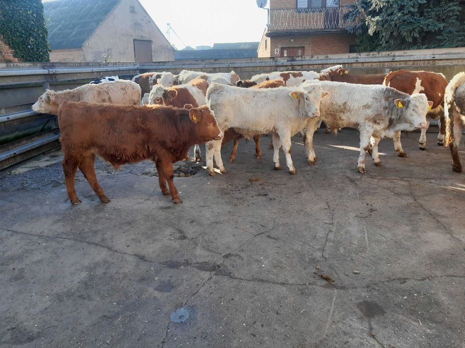 20 byczków 200-240kg simental,bbb