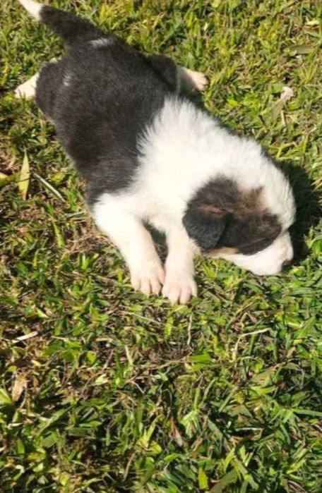 Border collie fêmea xx