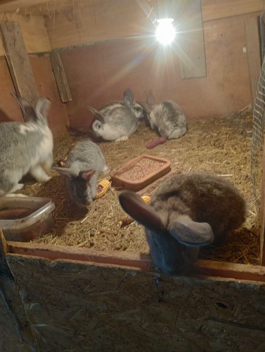 Króle króliki mieszańce