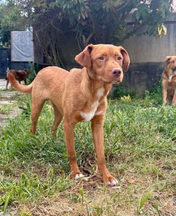 Cão jovem para adoção responsável