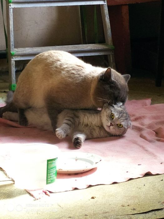 В'язка з прямовухим Шотландський скотіш -страйт