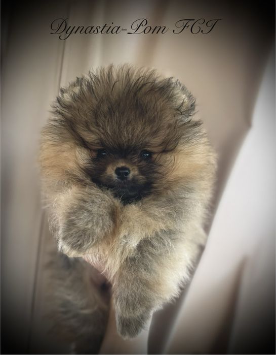 Szpic miniaturowy pomeranian FCI