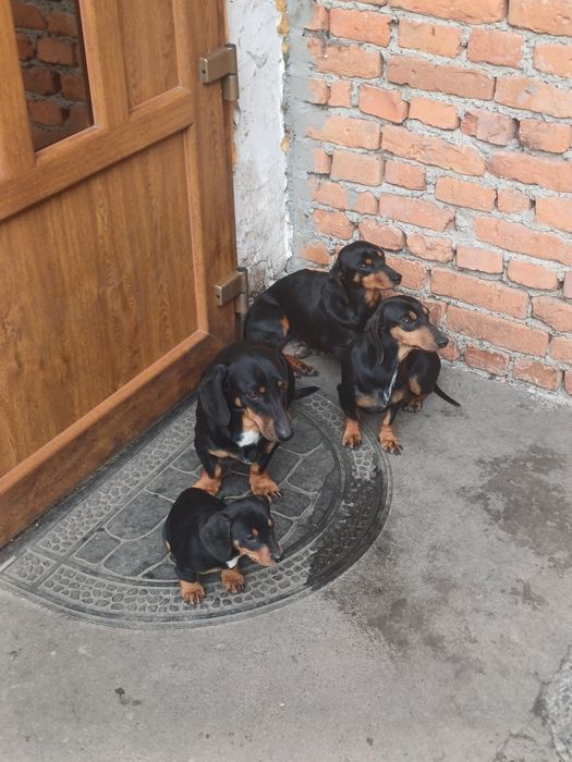 Таксочки чорні два місяці