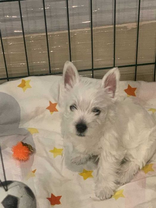 Цуценята вест хайленд уайт терєра