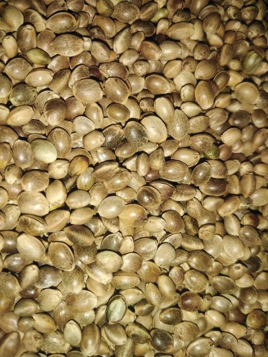 Proso czerwone białe żółte zielone i czarne