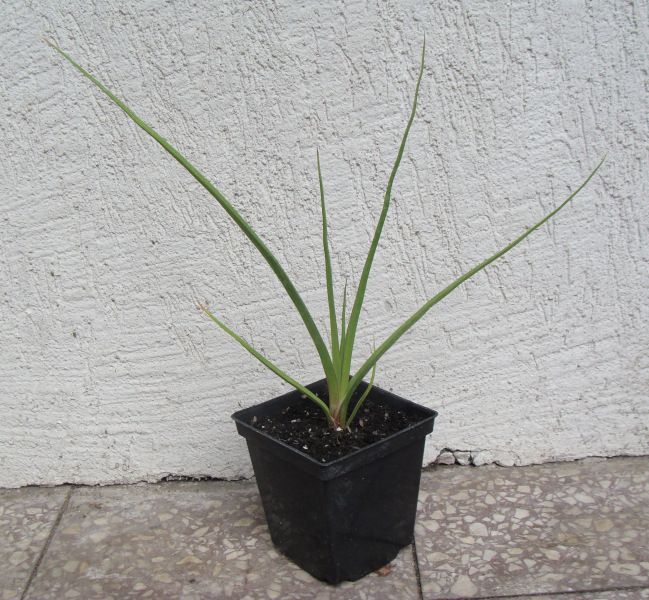 TRYTOMA CYTRYNOWA Kniphofia - sadzonki w doniczkach
