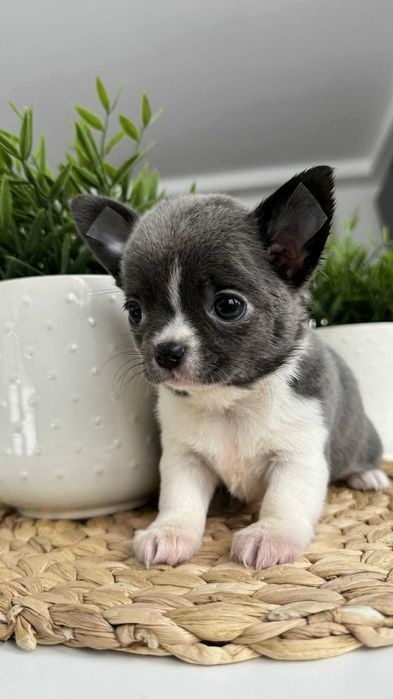 Niebiesko-Biała Dziewczynka Chihuahua Mini 1,8kg z Rodowodem Mia