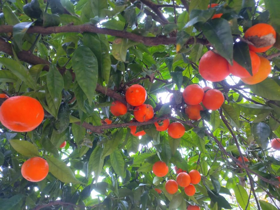 Tangerinas Ecológicas