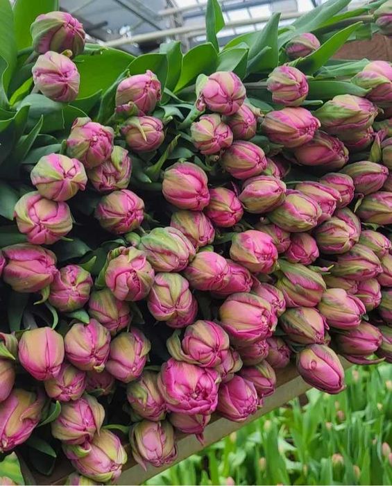 Цибулини тюльпанів на опт