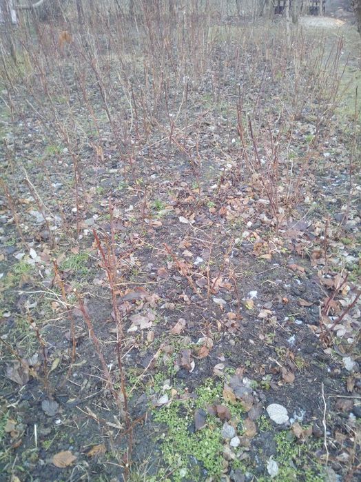 sadzonki malin jesiennych