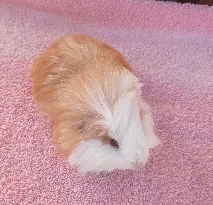 Морские свинки очаровашки