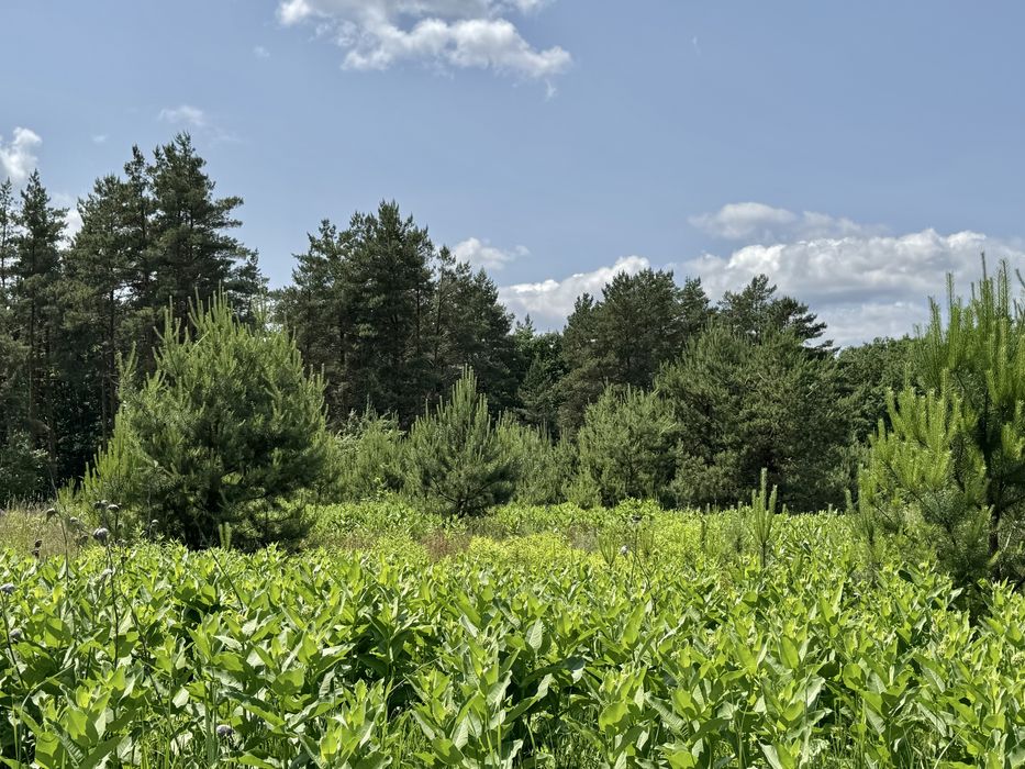 Земельна ділянка! Ліс! 3,46 га! Горбовичі!