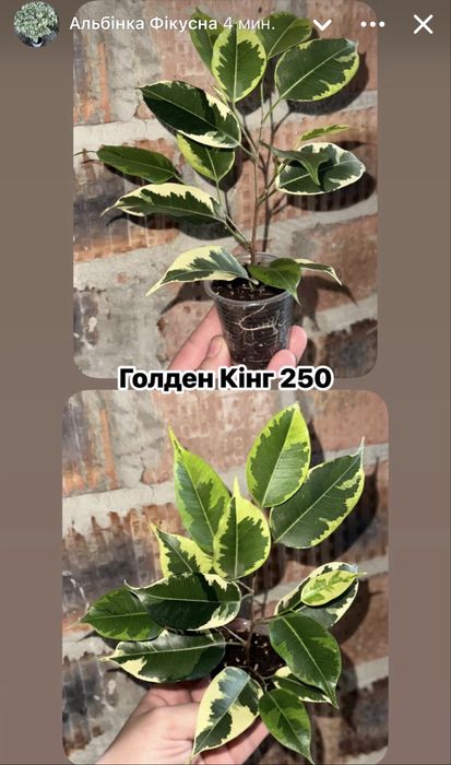 Фікус ,Фикус , Триангулярис , Бенджамін