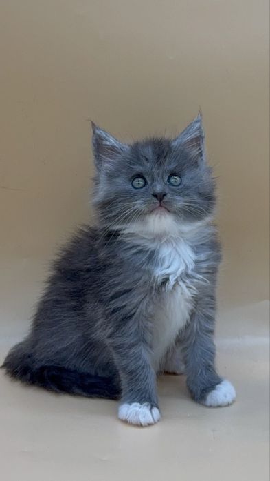 Мейн  кун котенок девочка