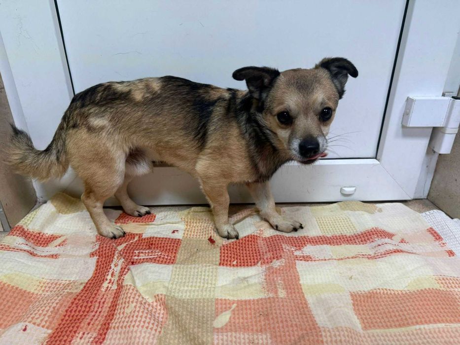 Filigranowy Ptyś do adopcji