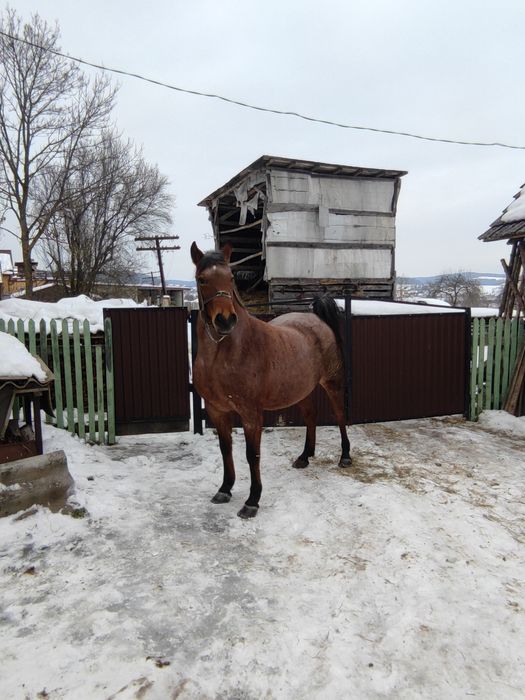 Кобила робоча 9років