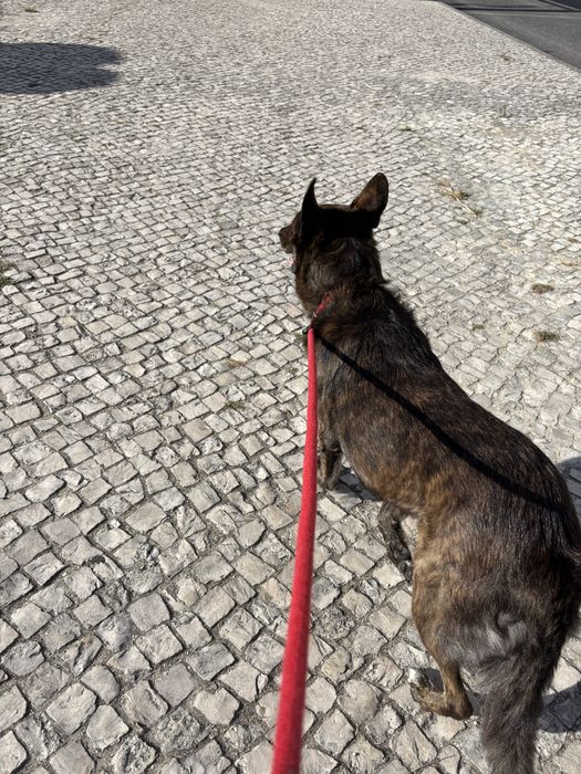 Pet sitter Lisboa | Cães e Gatos | House Sitting | Cuidadora de animais | Visitas, Passeios e Estadia