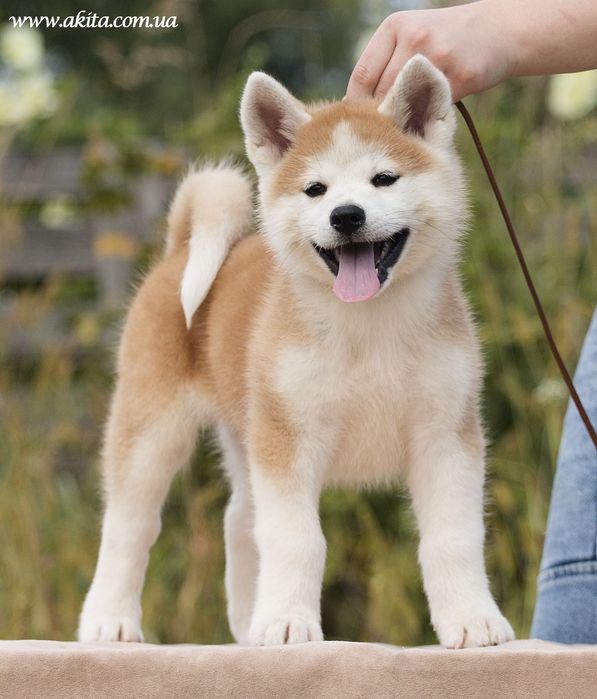 Акіта іну , цуценята акіти , японська акіта