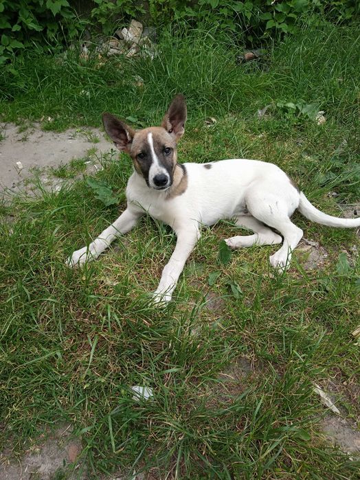 подарую собак в добрі руки