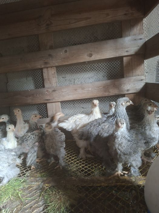 Kury kurczęta brahma kurczaki jaja lęgowe